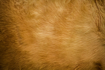 The fur of cows dyed orange and the fabric