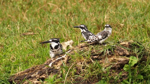 Pied kingfishers, Uganda, slowmo