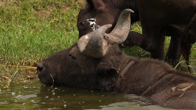 African Buffalo with a Pied Kingfisher, Uganda