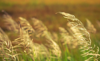 Fototapeta na wymiar Grass flowers and blurred backgrounds