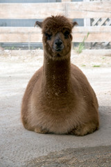 the alpaca is resting
