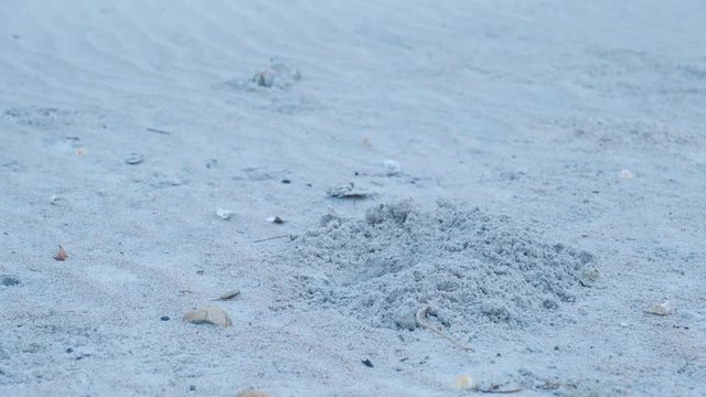 Ghost crab cleans out its burrow in the morning on a beach in Topsail Island, North Carolina