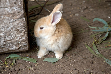 this is a baby rabbit or kit