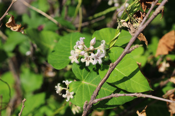 The wildflowers of metaplexis japonica, Rough potato, a milkweed 박주가리 꽃