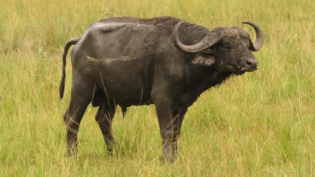 African buffalo pooping