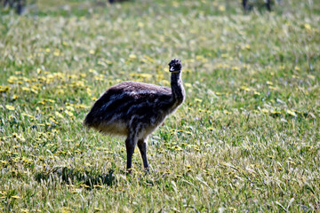 the emu chick is only a few weeks old