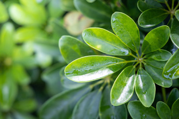 Close Up green leaf under sunlight in the garden. Natural background with copy space.