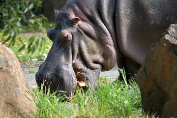 this is a side view of a hippopotamus