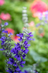 Obraz premium Close Up green leaf under sunlight in the garden. Natural background with copy space.