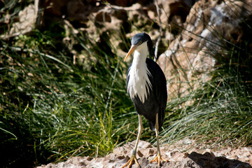 the pied heron is standing on a rock