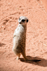 this is a close  up of a meerkat