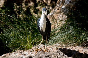 the pied heron is standing on a rock