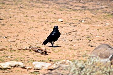 an Australian raven looking for food