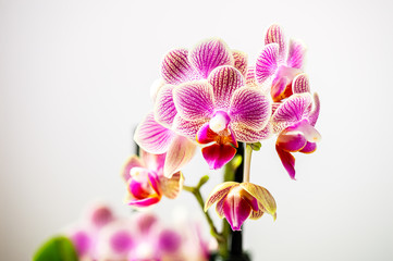 Close up of purple orchid plant on a white backgroud.
