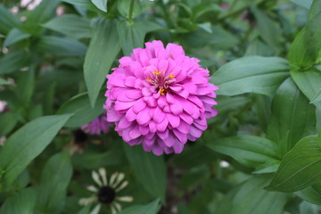 Zinnia elegans ,violet, known as youth and age ,an annual flowering plant,a closeup view  of the flower in Assam  india