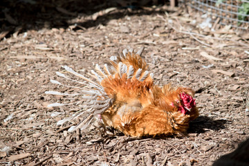 the rooster is lying on the ground