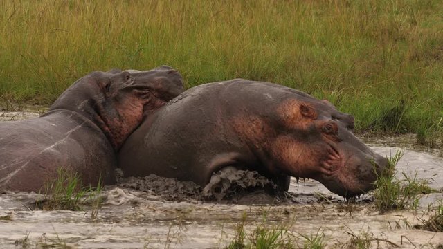 Hippos arguing about space in a waterhole, Uganda