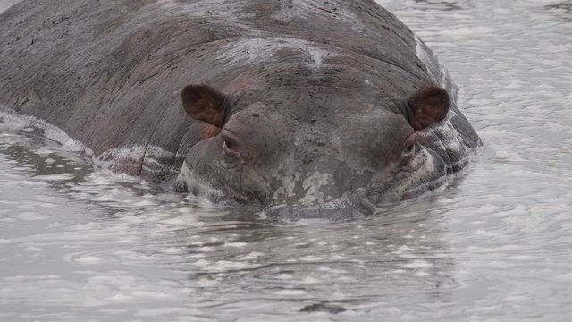 uga hippo front head water 10 hd 11640