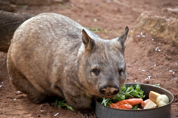 the hairy nosed wombat is a vegetarian, he is eating vegetables