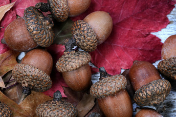 Close up of autumn acorns and leaves for the holiday decorations