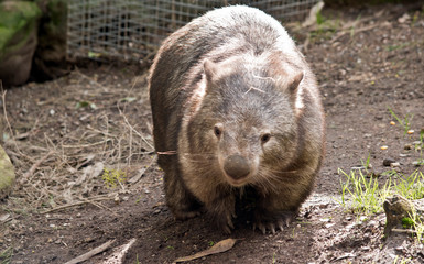 Fototapeta premium the wombat is walking around