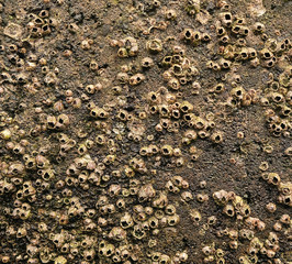 Barnacles of the acorn barnacle family (Balanomorpha).