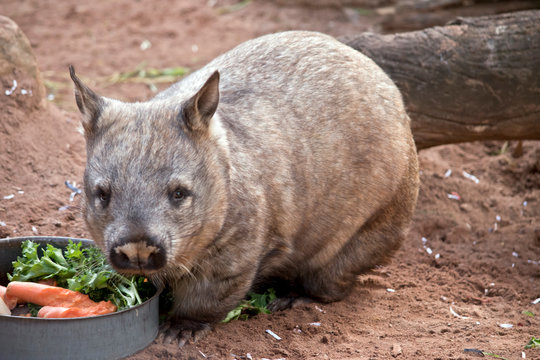 the hairy nosed wombat is a vegetarian. he is eating vegetables