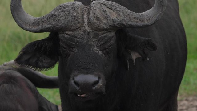 African buffalo surrounded by flies, Uganda