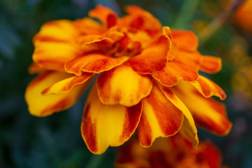 orange flower