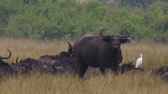 African Buffalo shaking off a bird, Uganda