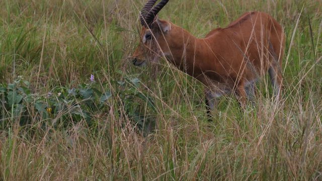 Ugandan Kob male, slow motion