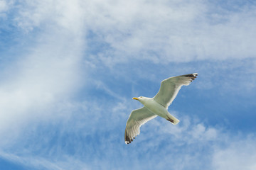 White gull flying Lower New York Bay