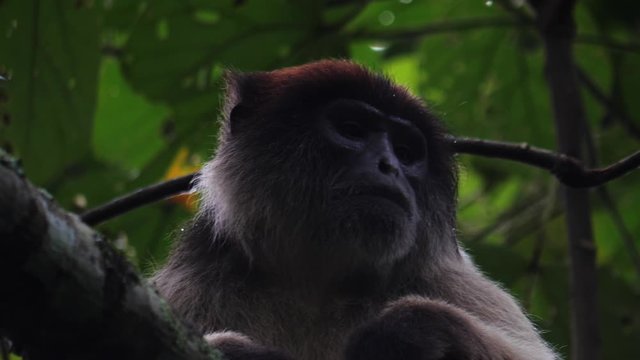 Red colobus monkey in a tree, Uganda