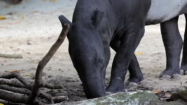 Close up of a Malayan tapir (Tapirus indicus) that is sniffing the ground.
