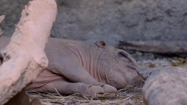 Close up of a babirusa (Babyrousa) that is sleeping on the ground.