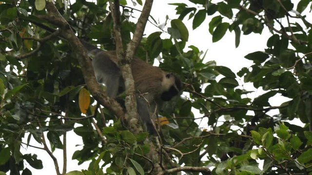 Vervet monkey(chlorocebus pygerythrus) in a tree, Uganda