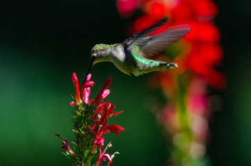 Hummingbird and Cardinal Flower