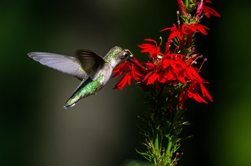 Hummingbird and Cardinal Flower