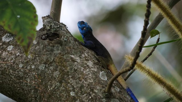 Blue-headed agama in a tree, Uganda