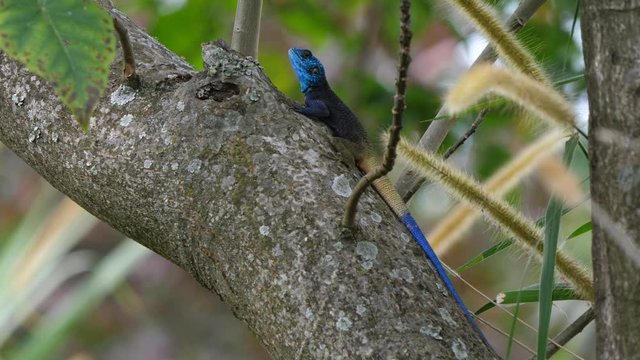 Blue-headed agama in atree, Uganda