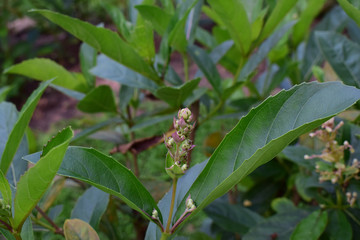  orchid Began to bloom in a beautiful natural garden