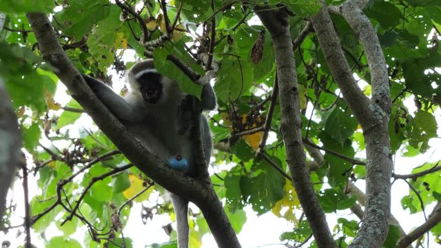 Vervet monkey (chlorocebus pygerythrus) screaming, Uganda