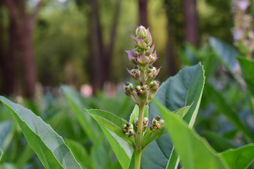 Obraz premium orchid Began to bloom in a beautiful natural garden