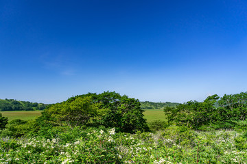 霧ヶ峰　夏の八島ヶ原湿原　長野県