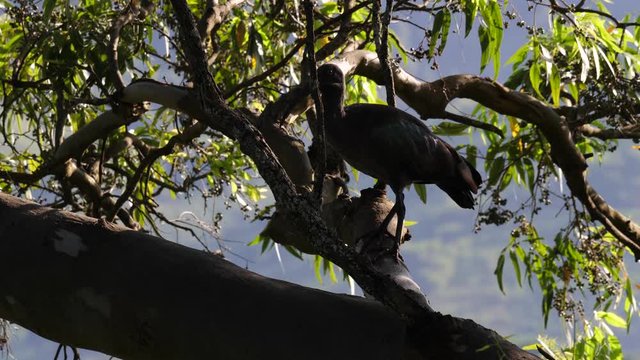 Hadeda/Hadada Ibis (Bostrychia hagedash)