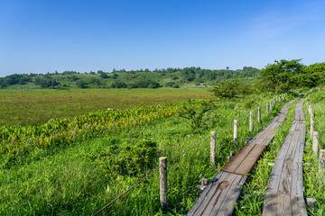 Fototapeta premium 霧ヶ峰 夏の八島ヶ原湿原 長野県