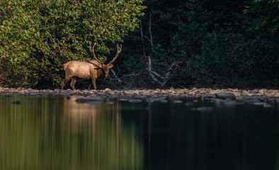 Bull Elk Crossing a Creek in Pennsylvania 