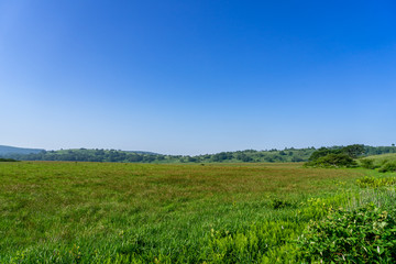 霧ヶ峰　夏の八島ヶ原湿原　長野県