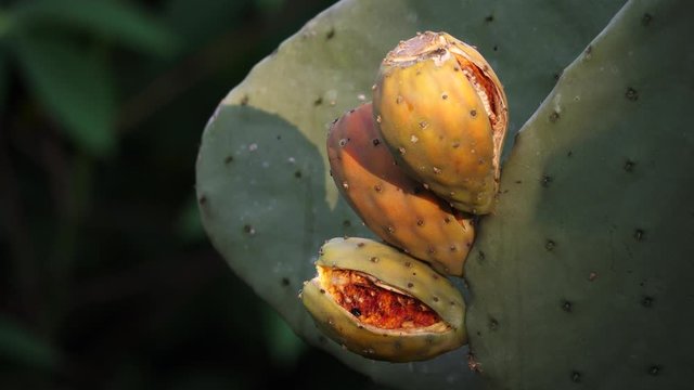 uga cactus fruits ndali 4k slm 11367