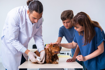 Vet doctor examining golden retriever dog in clinic